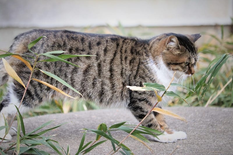 猫ちゃんのストレッチ体操 - ハイブリッドな生活（旧ルノーな生活）