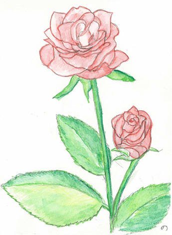 色鉛筆の絵 薔薇の花 いろはにぴあの
