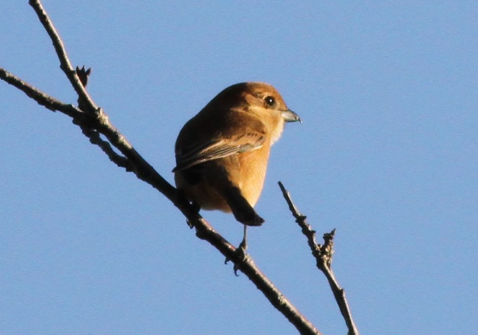朝探鳥 モズ 鳥見って 大人のポケモン 朝探鳥 モズ 鳥見って 大人のポケモン