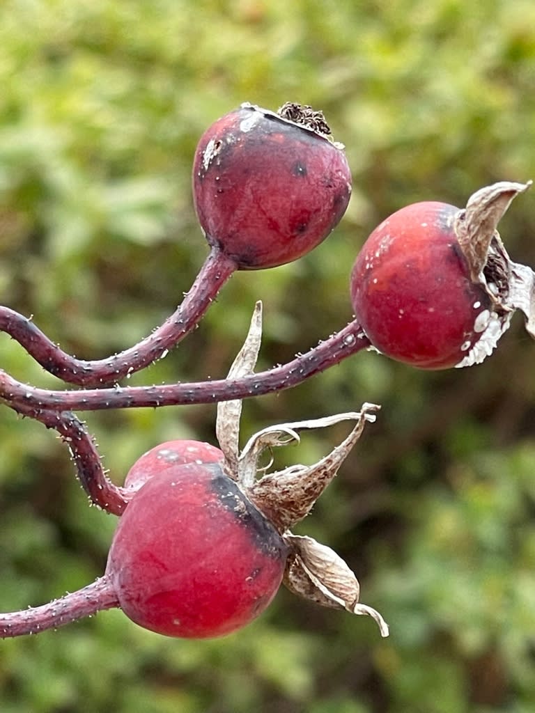 福ちゃんの散歩道 Iphone Proで遊ぶ 16ページ目 福ちゃんの散歩道 Iphone Proで遊ぶ 16ページ目