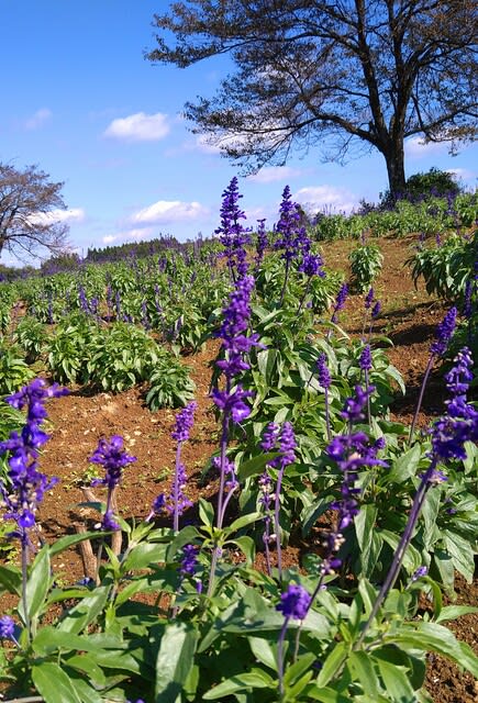 ブルーセルビア草原の花サルビア ファリナセア Yとyの日々