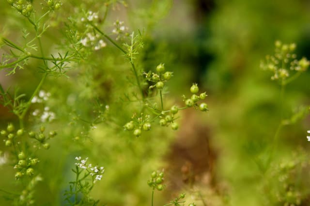 コリアンダーの花と種 ヒマジンの独白録 美術 読書 写真 ときには錯覚 コリアンダーの花と種 ヒマジンの独白録 美術 読書 写真 ときには錯覚