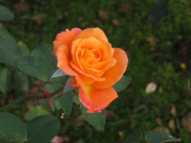 アプリコット色の花弁の末端がピンクに染まるバラ スヴェニール ド アンネフランク 薔薇シリーズ45 野の花 庭の花