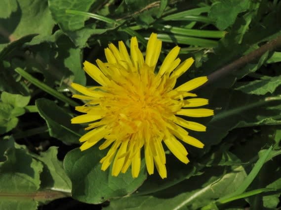 タンポポの花は小さな花の集合体です - 日々遊遊！！