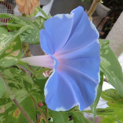 白い縁に青の花
