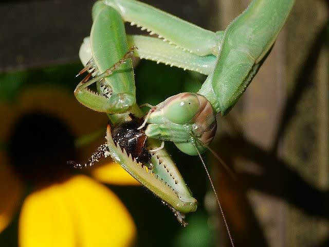 カマキリの食事風景 庭先の四季