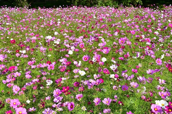 武庫川コスモス園 18 ｎおじさんの きまま日記