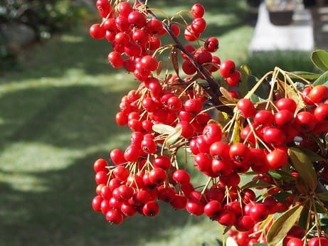 庭のピラカンサの赤い実 ぶな太の四季折々