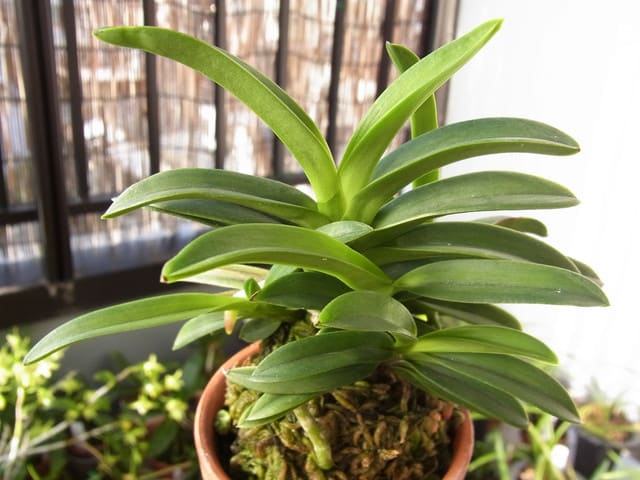 奄美フウラン 「奄美大王」 (Vanda falcata 'Amami Daiou') - ベランダ蘭