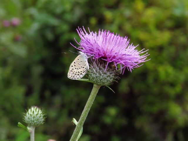 野原薊 花蝶風月