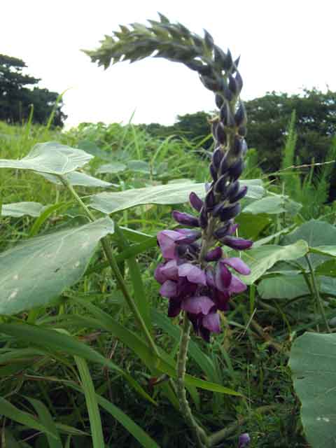 葛の花