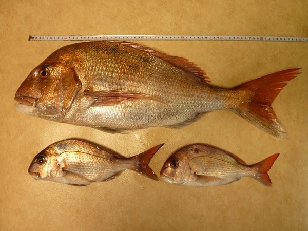 これでは小さい もっと大きいのが欲しいっ の んびり ゆっ たり釣り遊び