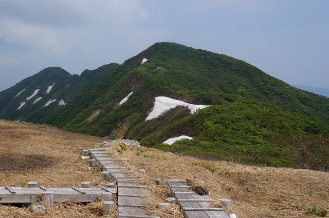 ヒメサユリに会いに 守門岳 1537 2m と浅草岳 1568m 雨にも負けず山歩き ヒメサユリに会いに 守門岳 1537 2m と浅草岳 1568m 雨にも負けず山歩き
