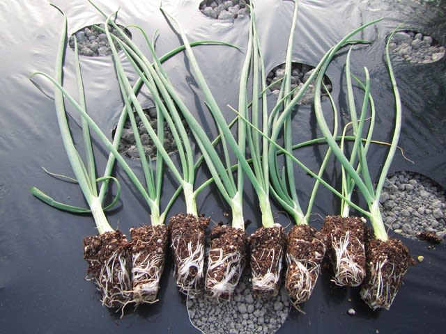 セルトレー育苗のタマネギ「O.P.黄」(中生)の植え付け - 大好き！野菜の時間