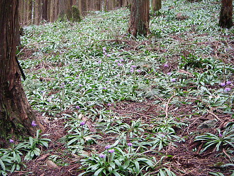 ショウジョウバカマ 大和葛城山 おっちゃんの四季通信