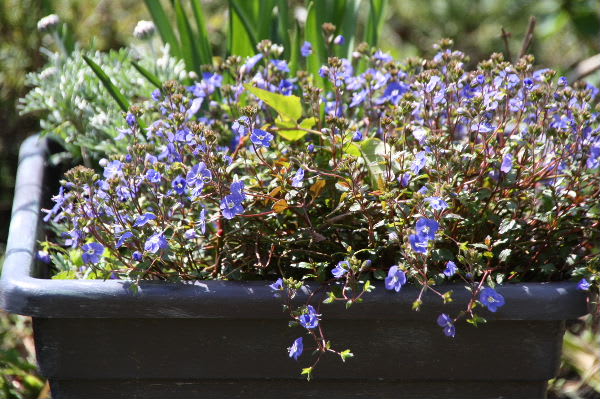 小さな青い花達 M S Small Garden Milky Mamaの小さな庭