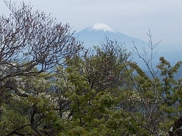 富士山 ゴウゴクミツバツツジ シロヤシオに癒やされる丹沢 塔ノ岳 18年14回目 2 中高年の山旅三昧 その２