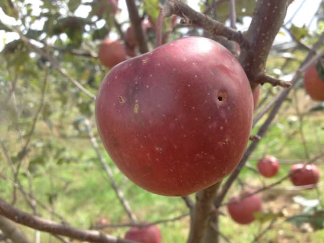 シンクイムシがひどい 長野県 真田丸の故郷で無農薬りんご栽培に挑戦 俺のりんごです