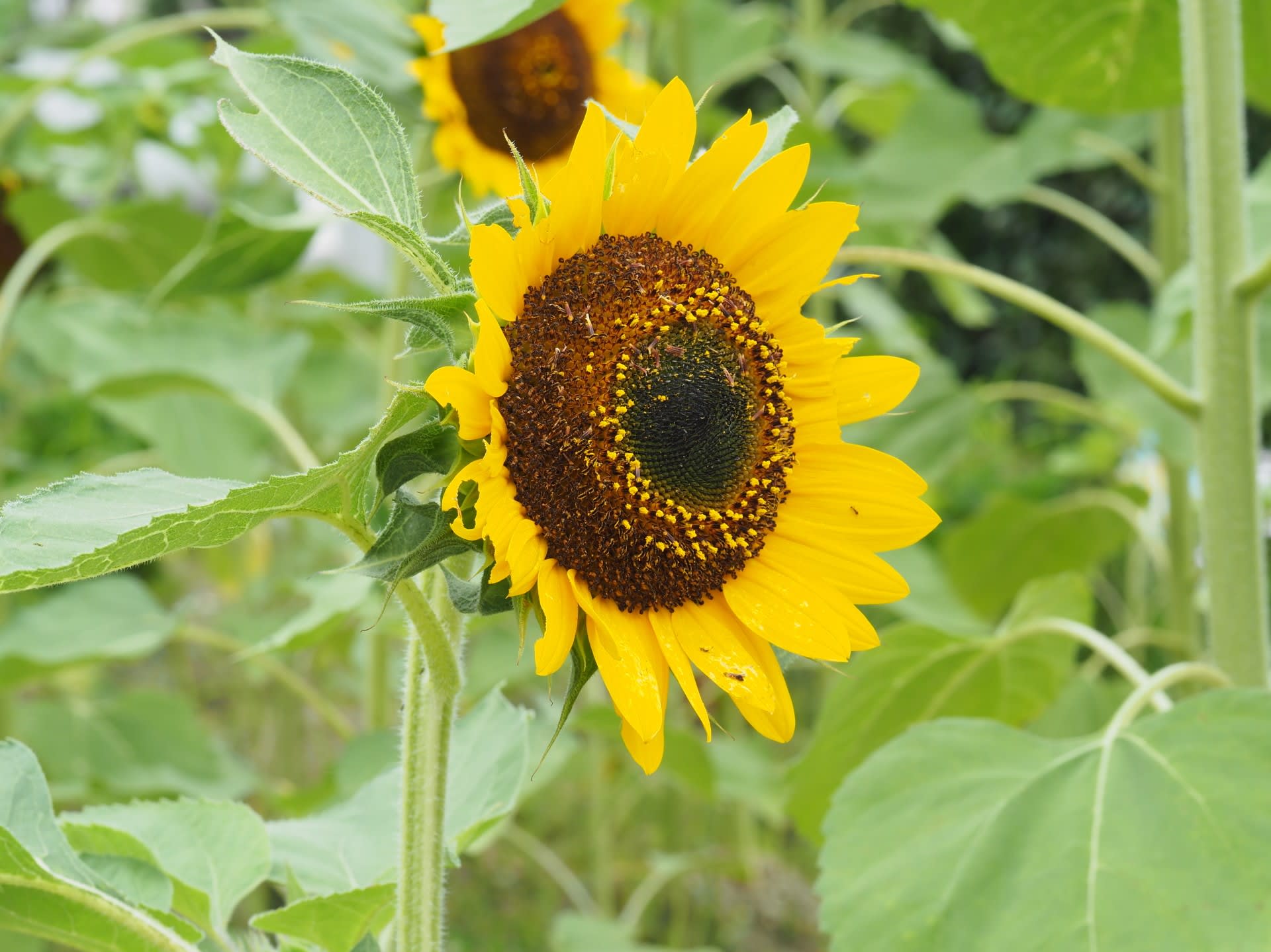 花と景色 のブログ記事一覧 花と自然