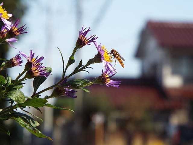 コンギク