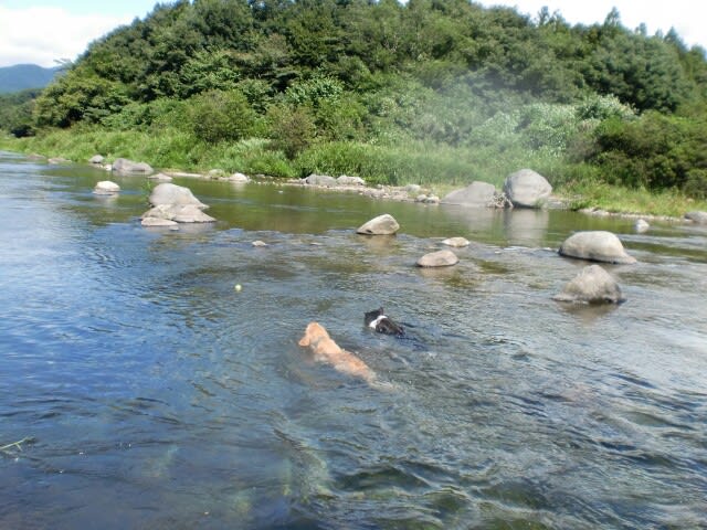 那須疎水公園 只今家庭犬輸送中 ボーダーとゴールデンの日常的なblog