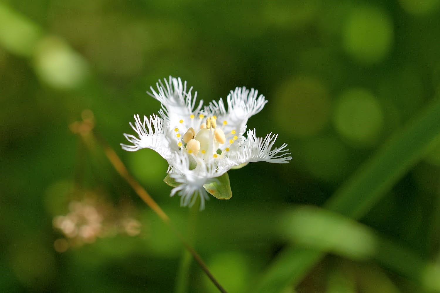 タデ原湿原 初秋に咲く白い花 シラヒゲソウは ユニークな花です 延岡の山歩人ｋ