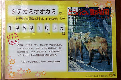 11 May 12 上野 タテガミオオカミ エノン アニマルマニア