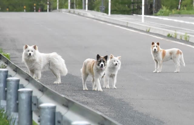 国道付近で捨て犬30匹超 動物たちにぬくもりを