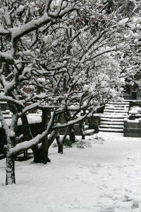 雪の下で春の準備