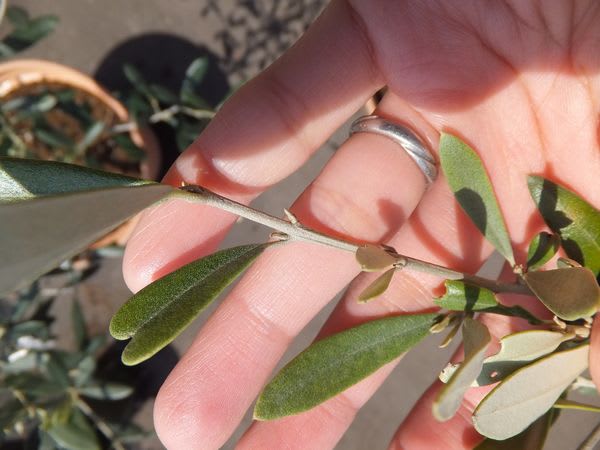 オリーブ 花芽か葉芽か 雪国olive