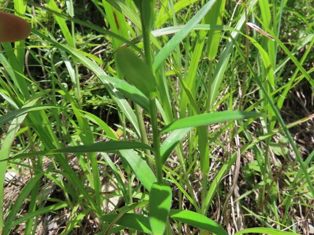 高ボッチ高原・鉢伏山で最近咲いている花　コオニユリ（小鬼百合）