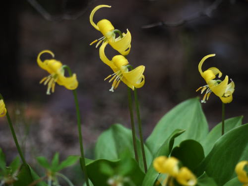 キバナカタクリ（黄花片栗）