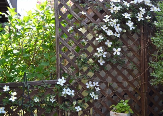 クレマチス モンタナ スノーフレーク バラの最初の花は Haruの庭の花日記 Haru S Garden Diary