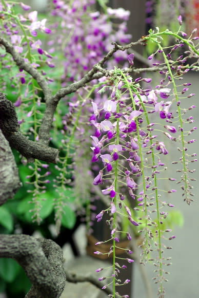 鉢植えの藤