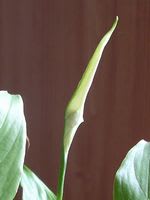 spathiphyllum00A.jpg