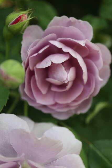 深いカップ咲きの紫のバラ フェルディナン ピシャール 春薔薇シリーズ 21 036 野の花 庭の花