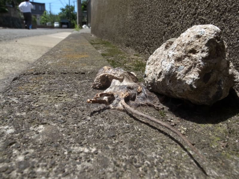 路上のドブネズミ 廃番ドアクローザー KM314Pの取替品｜美和ロック（MIWA