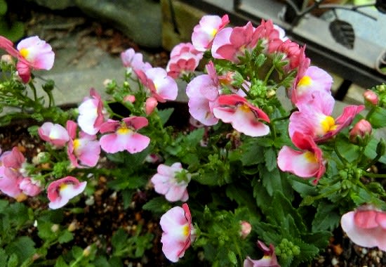 庭の園芸品種花 ネメシアメロウ バーベナ アリッサム スターチス 他 花と徒然なるままに