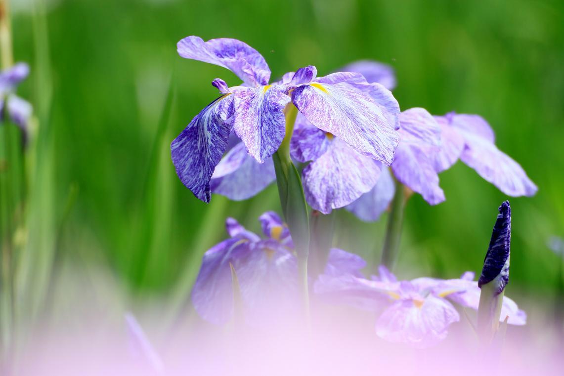 油ヶ淵公園の花しょうぶの画像