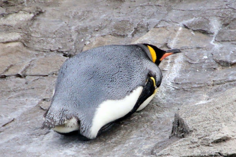 葛西臨海水族園 おもしろ ペンギン 写真で綴るすぎさんのブログ 我孫子発信