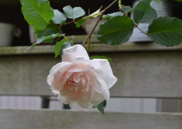バラ マダム アルフレッド キャリエールの開花 そして青い花が素敵 Haruの庭の花日記 Haru S Garden Diary