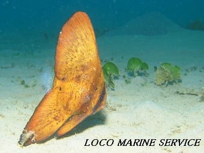ナンヨウツバメウオ 幼魚 沖縄ダイビング日記 Loco Marine Service
