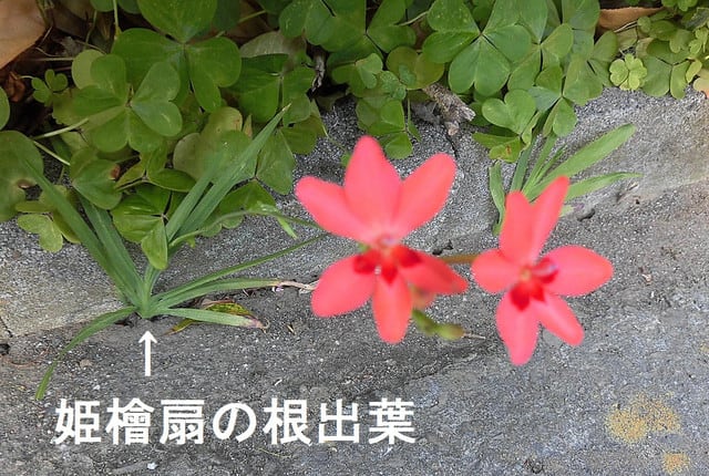 可憐な姫檜扇の花 湯原修一の歓喜悦慶と聊かの慷慨憂愁 Etc 可憐な姫檜扇の花 湯原修一の歓喜悦慶と聊かの慷慨憂愁 Etc