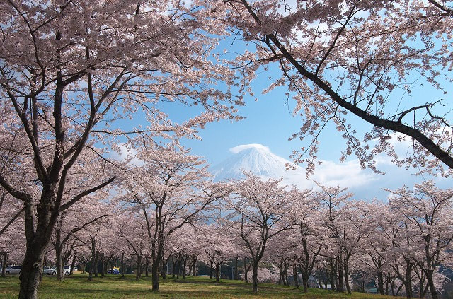大石寺 桜と富士山 初心者の写真