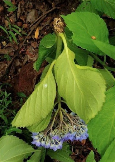 一夜にして害虫に折られてしまった紫陽花の悲劇 標高３３０ｍのモノローグ