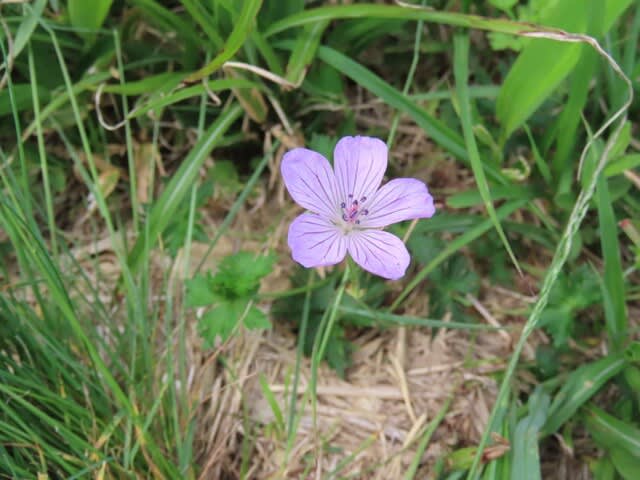 高ボッチ高原・鉢伏山で最近咲いている花　ハクサンフウロ（白山風露）