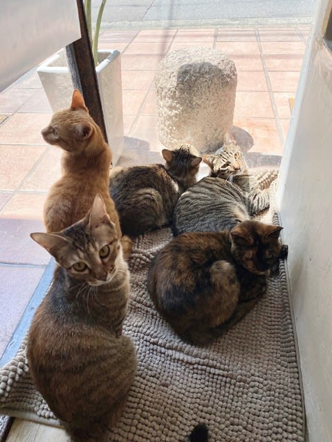 お蔭さまで元気にしております 福岡の猫カフェ Nekocafe Keurig お蔭さまで元気にしております 福岡の猫カフェ Nekocafe Keurig