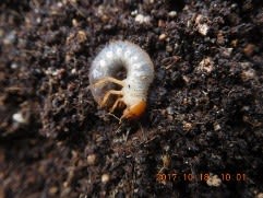 10月18日 コガネムシの幼虫 飼ってみる 芋虫写真あり みどりの野原