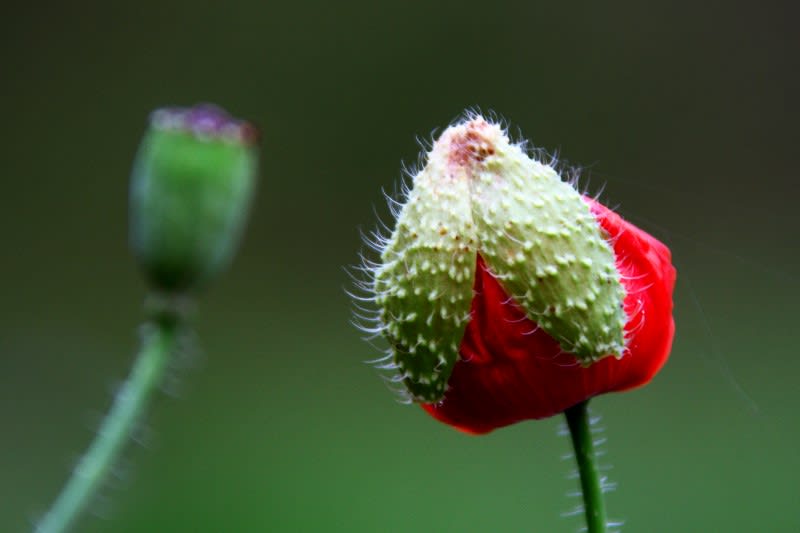 ポピー 蕾と 花と 種と Photo By 一炊の夢