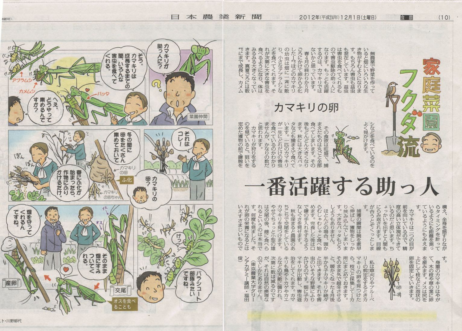 カマキリの卵 2012年12月1日
